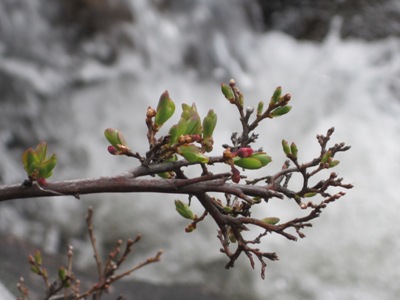 These are springtime buds on a tree.