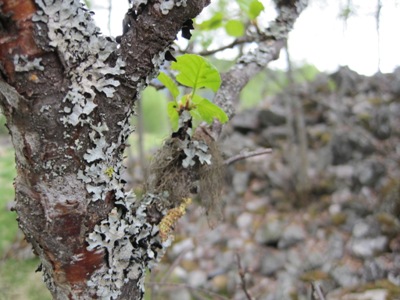 Yes!  This is more lichen. This time covering a tree.