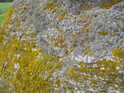 This is lichen covering a rock.