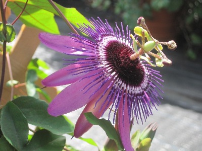 This is a passiflora flower.