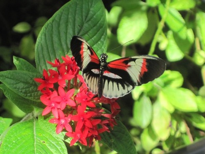 This is a butterfly from Florida