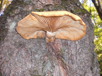 This is a mushroom.