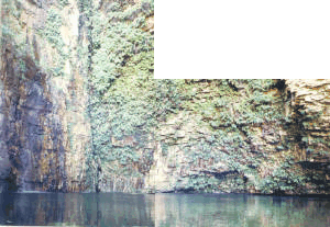 Water dripping down - plants growing up.  Emma Gorge.