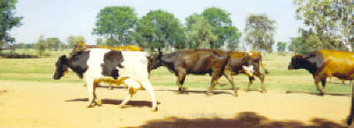 The ones that do the most important work at Kimberley Milk.