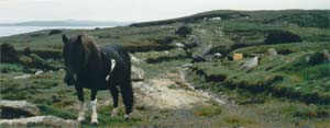 Shetlandsponnie med peat utgravingar i bakgrunnen.